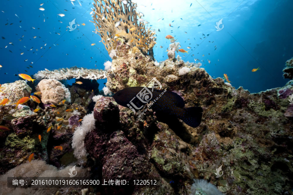 珊瑚和魚(yú)