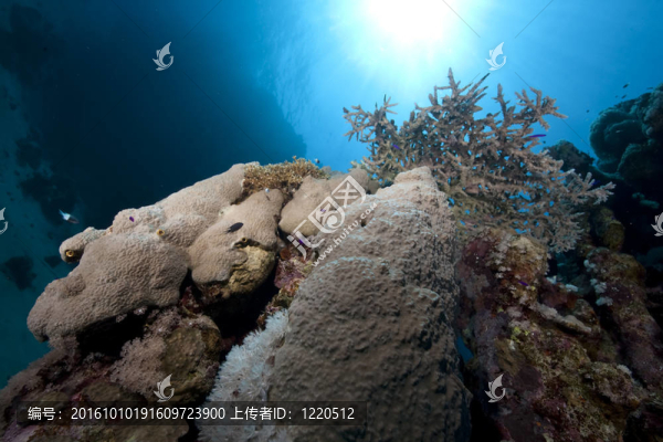 珊瑚和魚