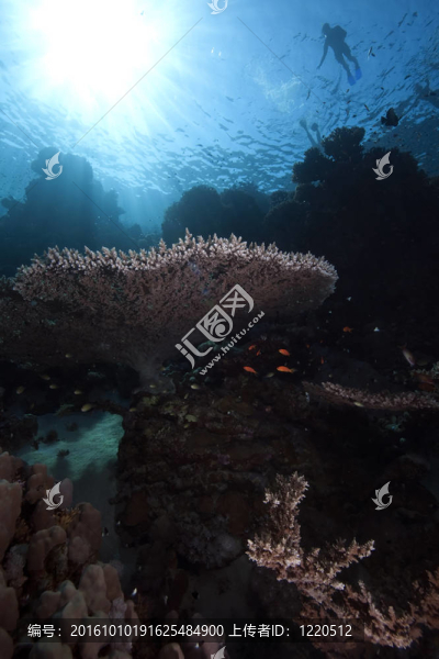 海洋；珊瑚和魚