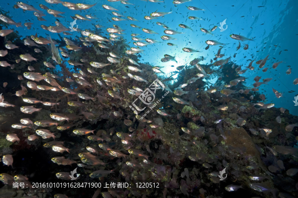 海洋和金色清掃