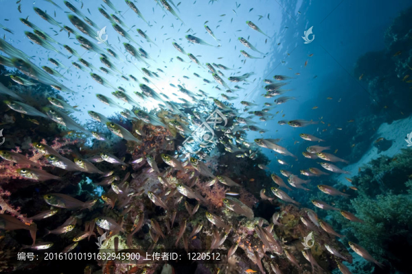 海洋和金色清掃