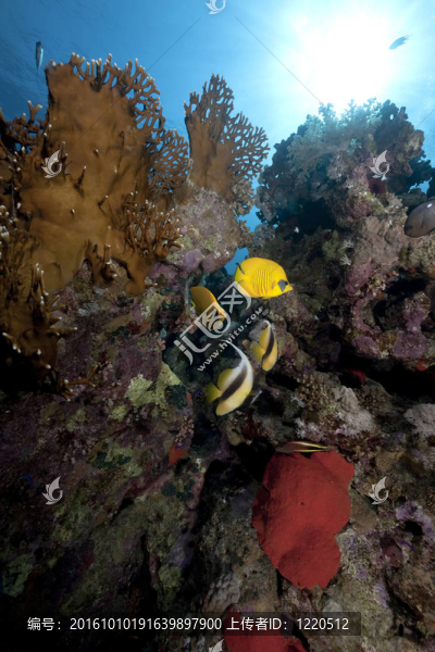 蝴蝶魚和海洋