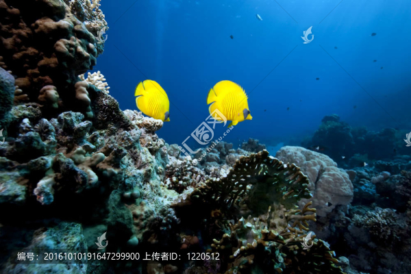 蝴蝶魚(yú)和海洋