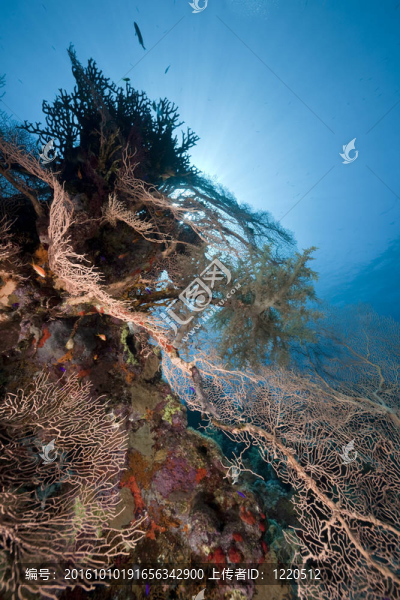 海風和海洋