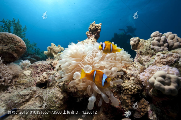 海葵和小丑魚