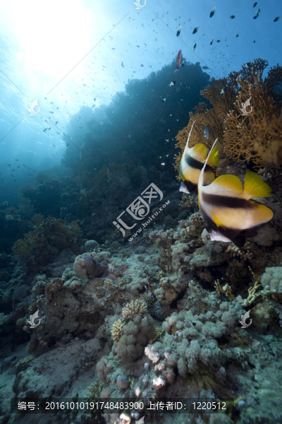 海洋和魚