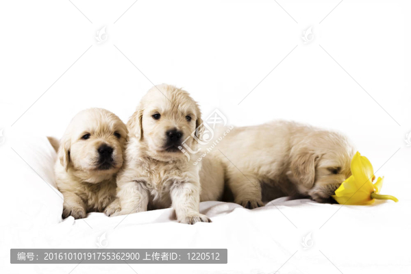 黃金獵犬小狗孤立在白色背景與花