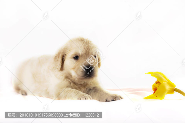 黃金獵犬小狗孤立在白色背景與花