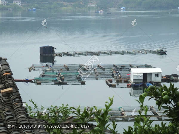 清江網(wǎng)箱養(yǎng)魚
