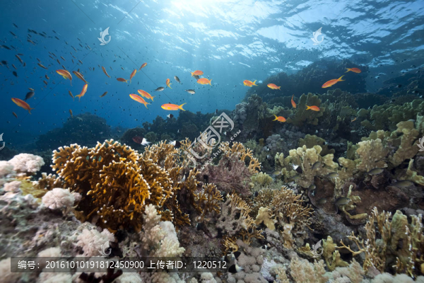 海洋和魚