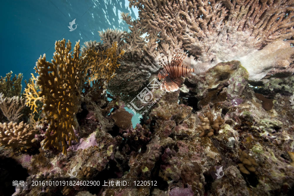海洋和珊瑚