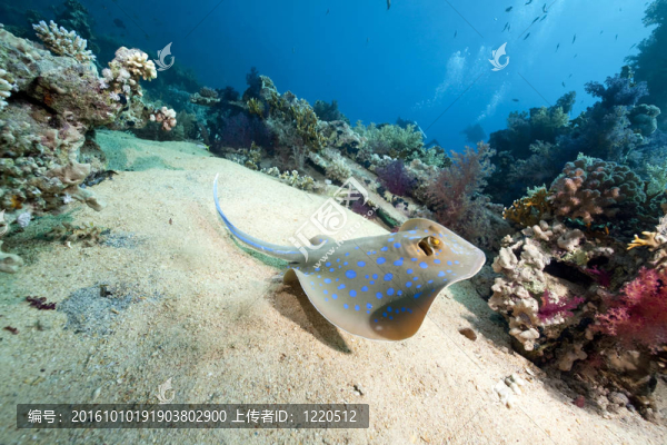 海洋；珊瑚和魚