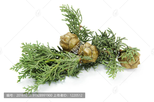 松枝