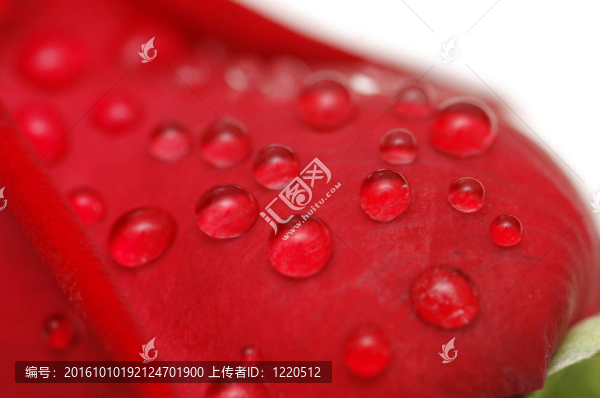 紅玫瑰花瓣上的水滴