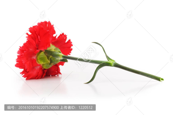 紅色康乃馨孤立在白色背景