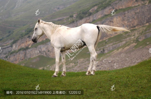 在山頂上的白色馬