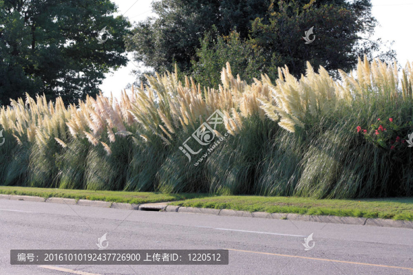 香蒲