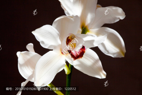 白蘭花