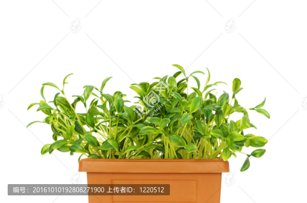 在粘土罐中生長的綠色幼苗