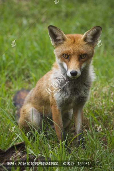 冒充Fox