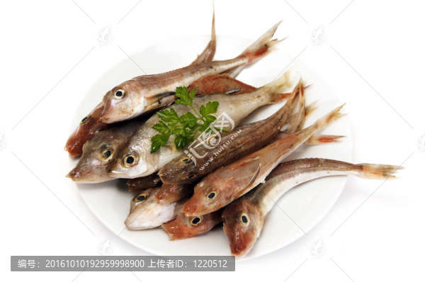 魚