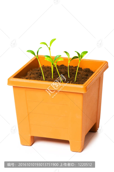在粘土盆栽綠化苗木