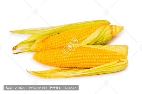 玉米棒子孤立在白色背景