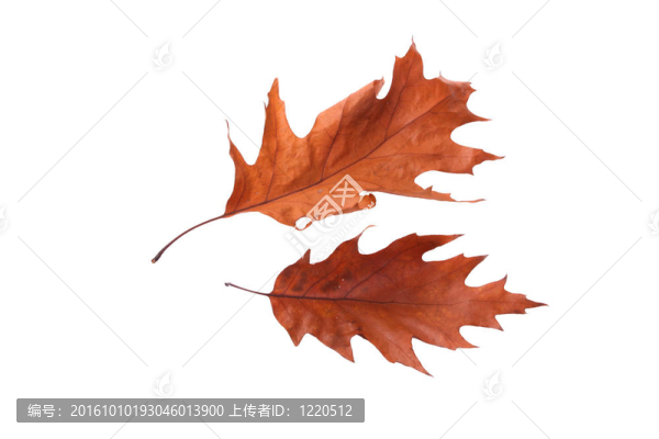 橡樹的秋天的葉子