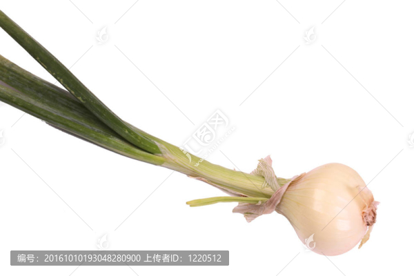 蔥