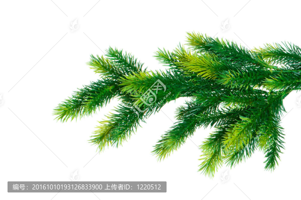 白杉木分離枝的封閉