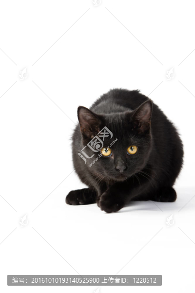可愛(ài)的黑色小貓