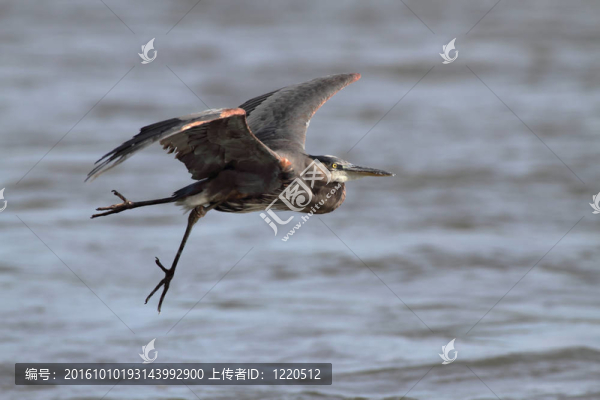 大藍(lán)鷺（Ardea,herodias）