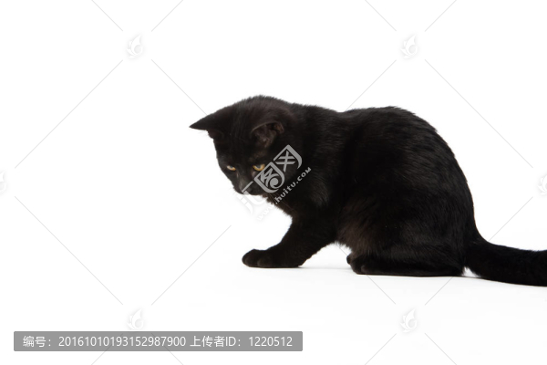 可愛的黑色小貓