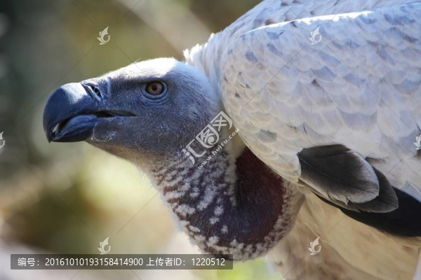 禿鷲-格里芬