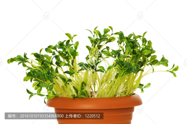 在粘土罐中生長的綠色幼苗