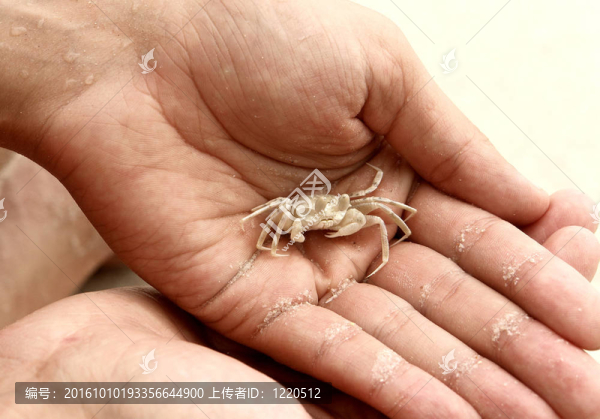白色蟹。