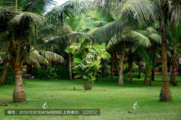 棕櫚樹。塞舌爾。普拉蘭島。