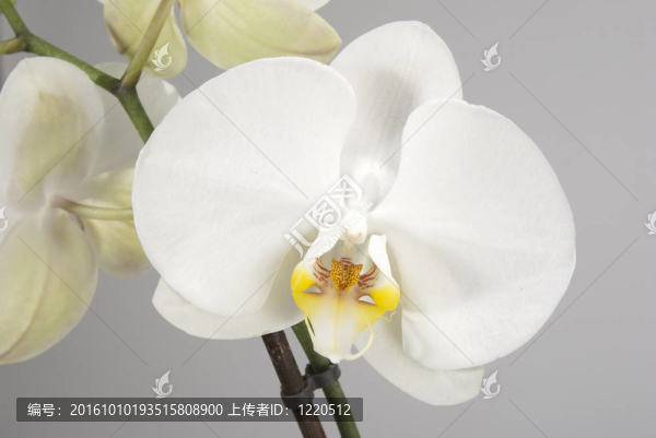 白蘭花