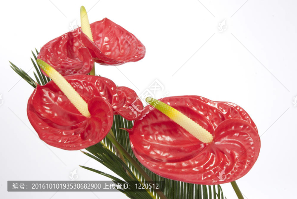 紅掌