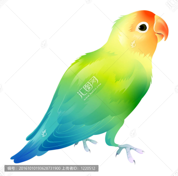 鸚鵡