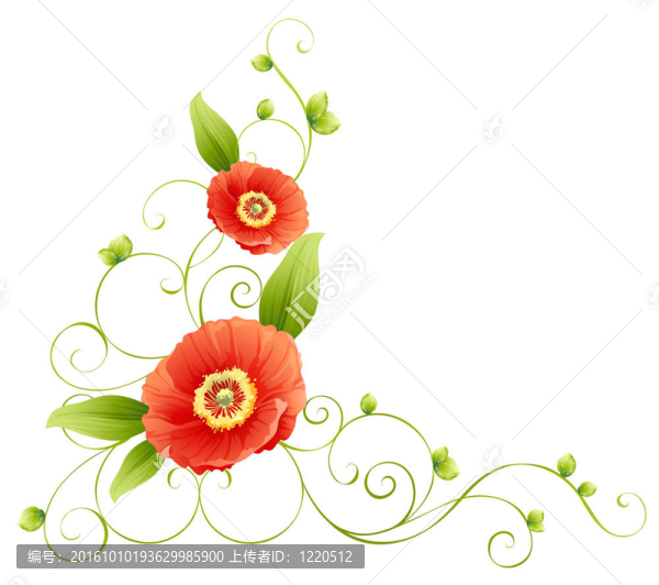 雛菊