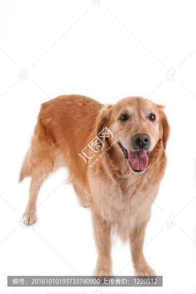 金毛獵犬