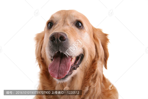 獵犬的鼻子