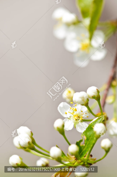 溫柔的白色春天的花朵