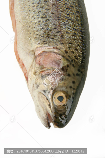 虹鱒魚