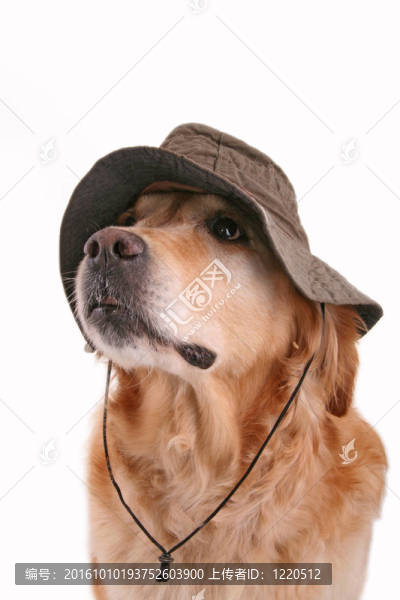 嚴重的獵犬