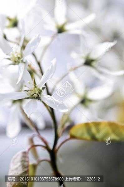 溫柔的白色春天的花朵