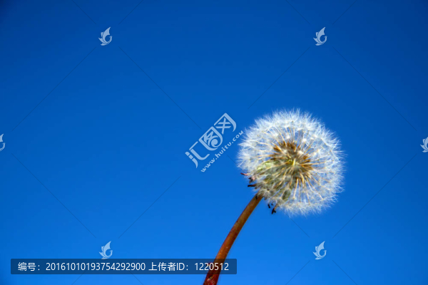 蒲公英