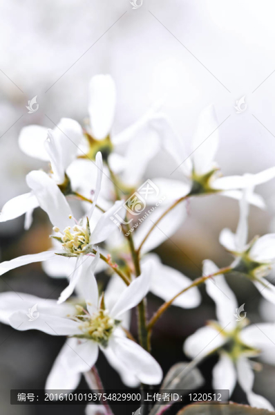 溫柔的白色春天的花朵