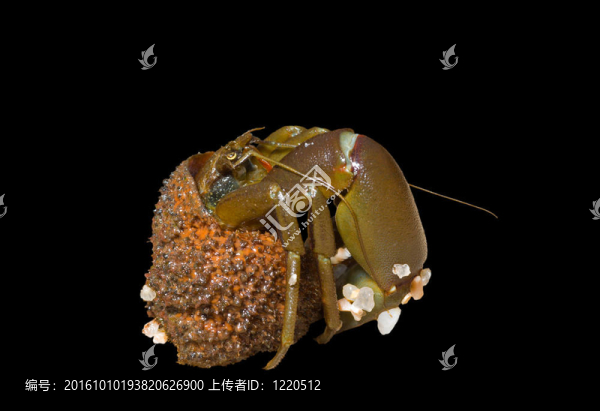 寄居蟹11